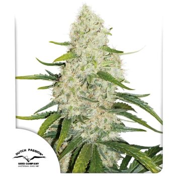 Think Big Auto Cannabis Seeds by Dutch Passion Seeds