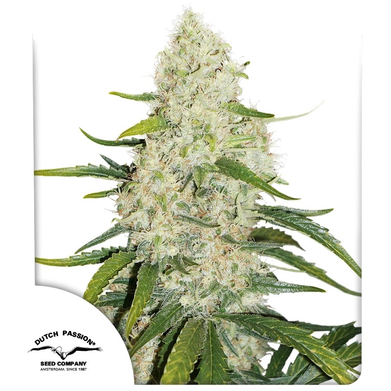 Think Big Auto Cannabis Seeds by Dutch Passion Seeds Think Big Auto Cannabis Seeds by Dutch Passion Seeds