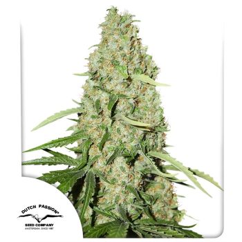 Think Fast Feminized by Dutch Passion Seeds