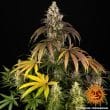 Trainwreck Feminized Cannabis Seeds by Barneys Farm