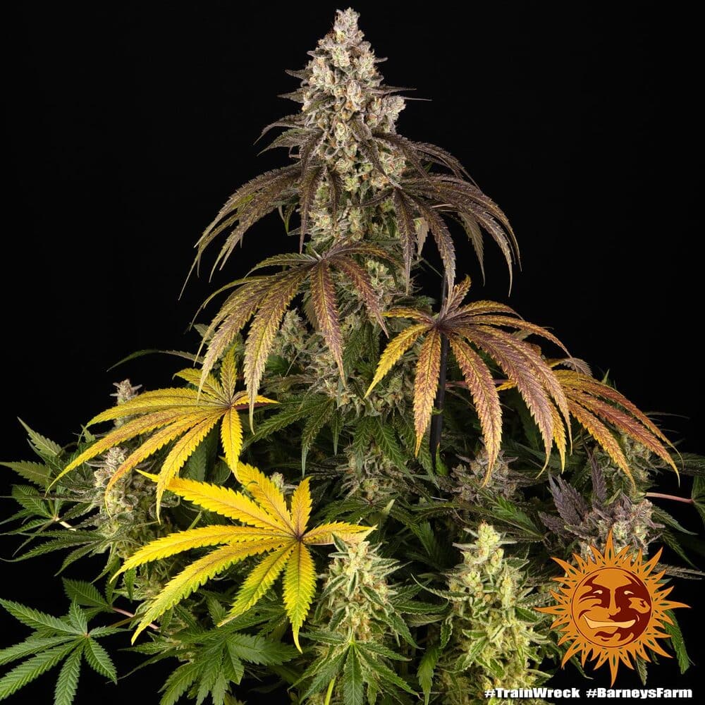 Trainwreck Feminized Cannabis Seeds by Barneys Farm Trainwreck Feminized Cannabis Seeds by Barneys Farm