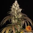 Trainwreck Feminized Cannabis Seeds by Barneys Farm