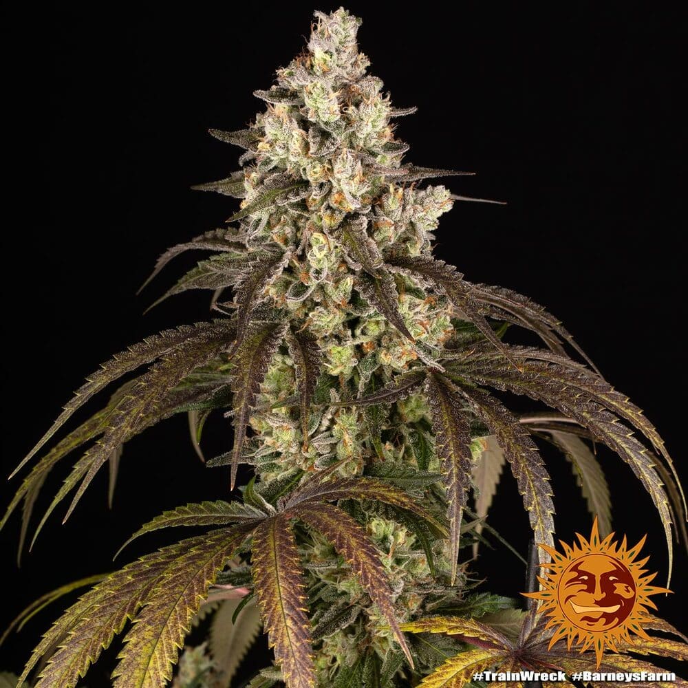 Trainwreck Feminized Cannabis Seeds by Barneys Farm Trainwreck Feminized Cannabis Seeds by Barneys Farm