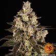 Trainwreck Feminized Cannabis Seeds by Barneys Farm