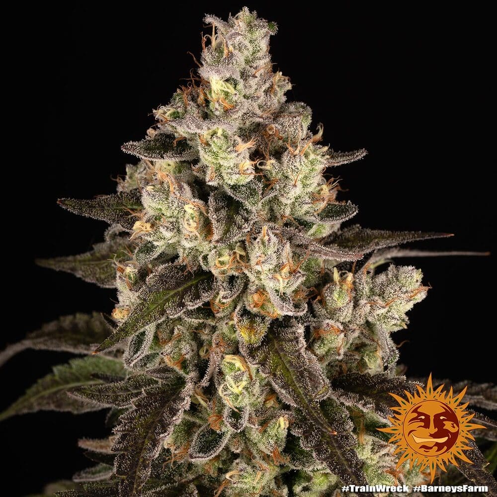 Trainwreck Feminized Cannabis Seeds by Barneys Farm Trainwreck Feminized Cannabis Seeds by Barneys Farm
