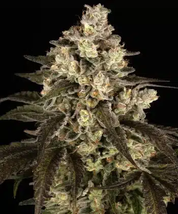 Trainwreck Feminized Cannabis Seeds by Barneys Farm