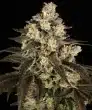 Trainwreck Feminized Cannabis Seeds by Barneys Farm