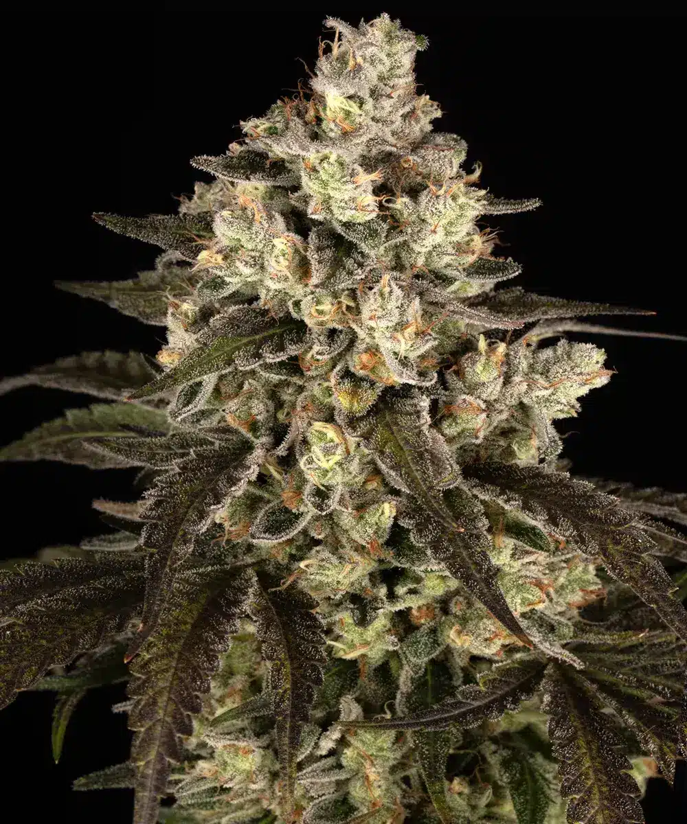 Trainwreck Feminized Cannabis Seeds by Barneys Farm Trainwreck Feminized Cannabis Seeds by Barneys Farm
