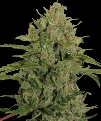 Triple Cheese Feminized Cannabis Seeds by Barneys Farm