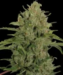 Triple Cheese Feminized Cannabis Seeds by Barneys Farm