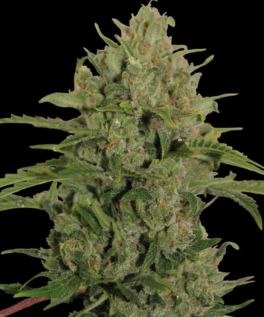 Triple Cheese Feminized Cannabis Seeds by Barneys Farm Triple Cheese Feminized Cannabis Seeds by Barneys Farm