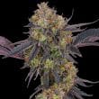 Tropicana Cherry Feminized Cannabis Seeds by Barneys Farm