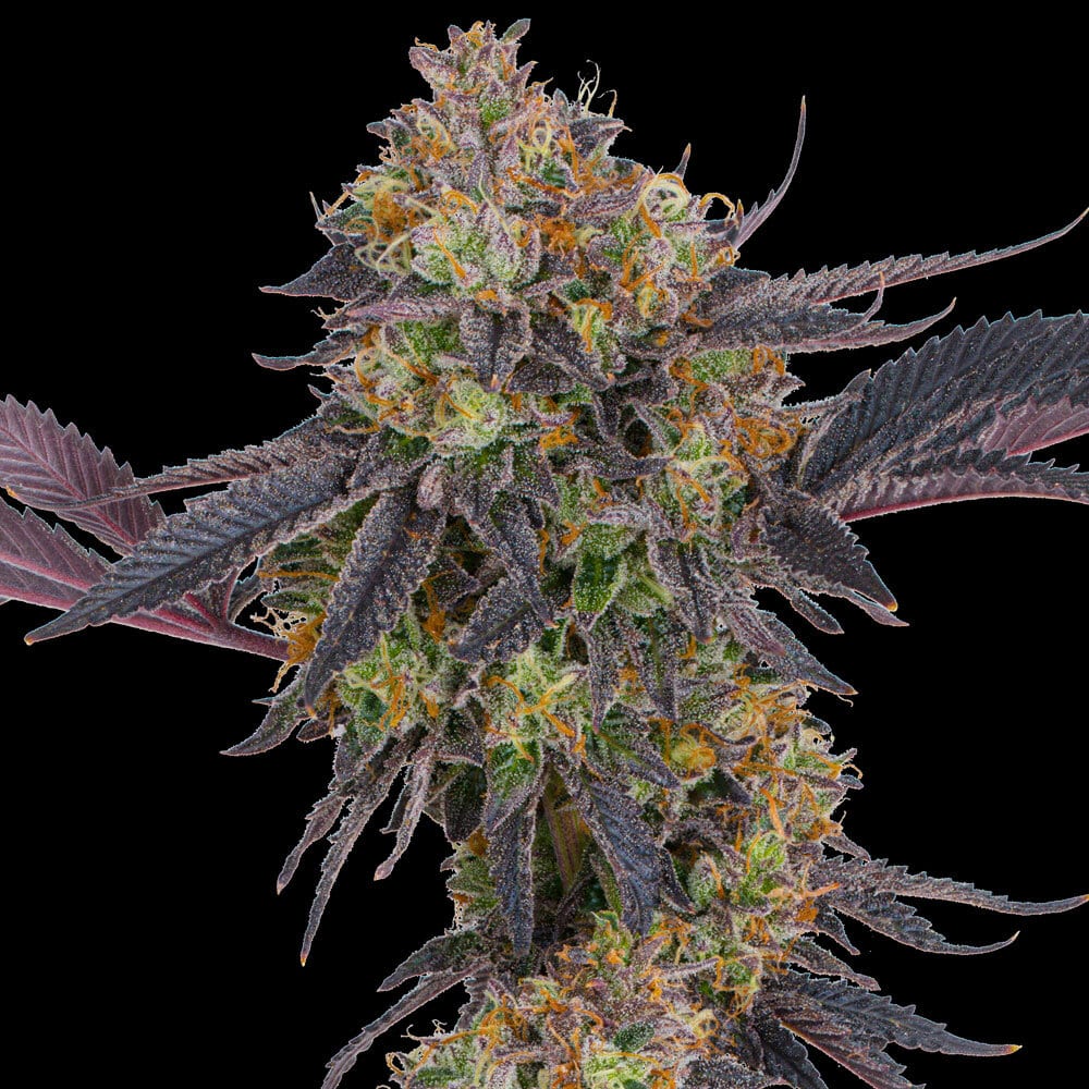 Tropicana Cherry Feminized Cannabis Seeds by Barneys Farm Tropicana Cherry Feminized Cannabis Seeds by Barneys Farm