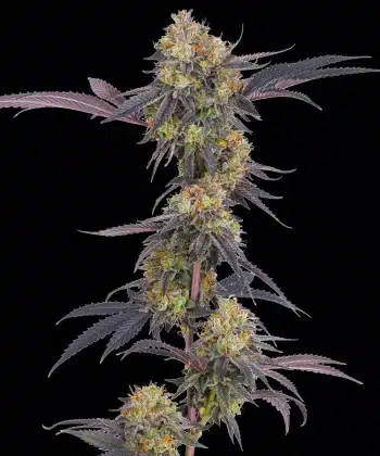 Tropicana Cherry Feminized Cannabis Seeds by Barneys Farm