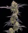 Tropicana Cherry Feminized Cannabis Seeds by Barneys Farm