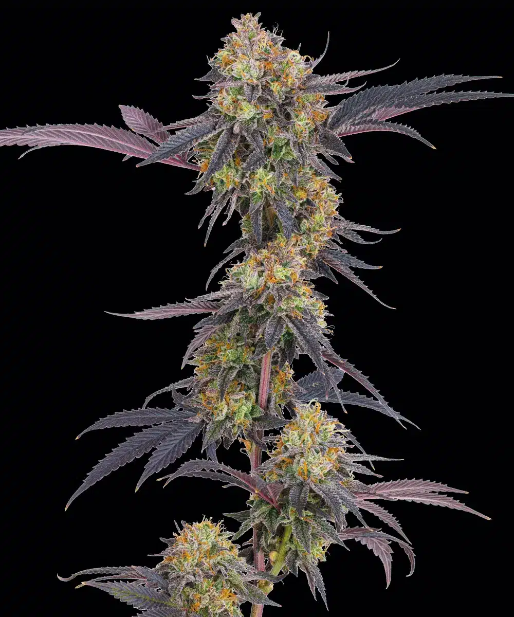 Tropicana Cherry Feminized Cannabis Seeds by Barneys Farm Tropicana Cherry Feminized Cannabis Seeds by Barneys Farm