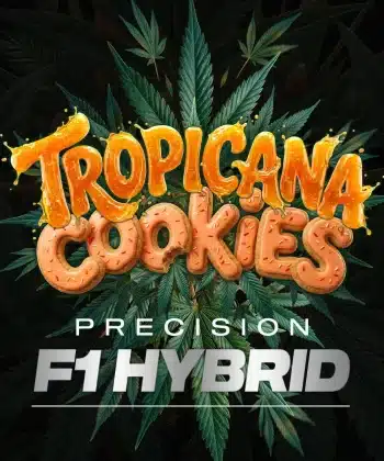 Tropicana Cookies F1 Auto Cannabis Seeds by Barneys Farm