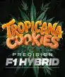 Tropicana Cookies F1 Auto Cannabis Seeds by Barneys Farm