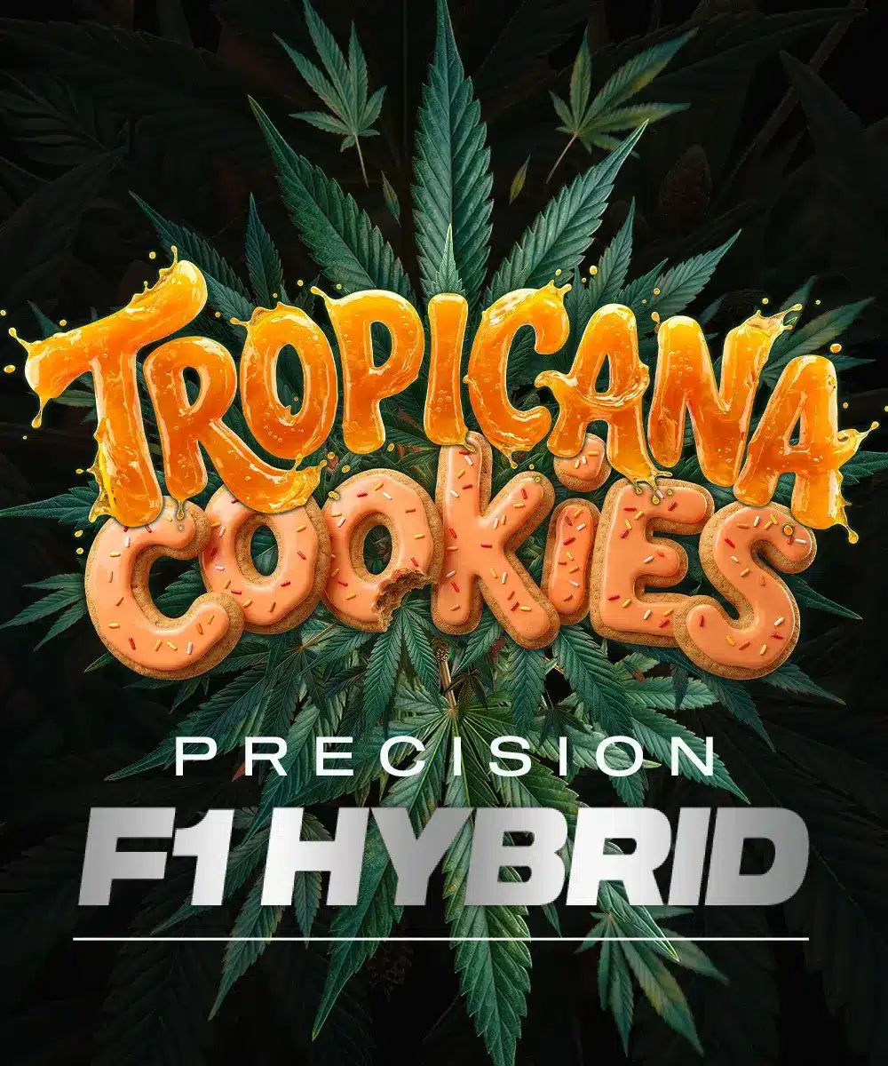 Tropicana Cookies F1 Auto Cannabis Seeds by Barneys Farm Tropicana Cookies F1 Auto Cannabis Seeds by Barneys Farm