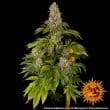 Tropicanna Banana Feminized Cannabis Seeds by Barneys Farm