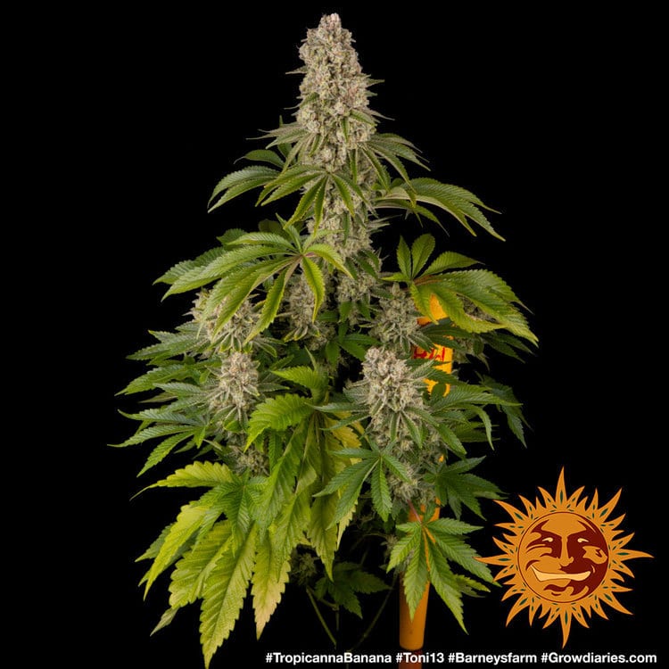 Tropicanna Banana Feminized Cannabis Seeds by Barneys Farm Tropicanna Banana Feminized Cannabis Seeds by Barneys Farm