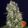 Tropicanna Banana Feminized Cannabis Seeds by Barneys Farm