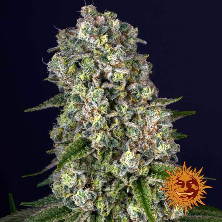 Tropicanna Banana Feminized Cannabis Seeds by Barneys Farm Tropicanna Banana Feminized Cannabis Seeds by Barneys Farm