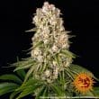 Tropicanna Banana Feminized Cannabis Seeds by Barneys Farm