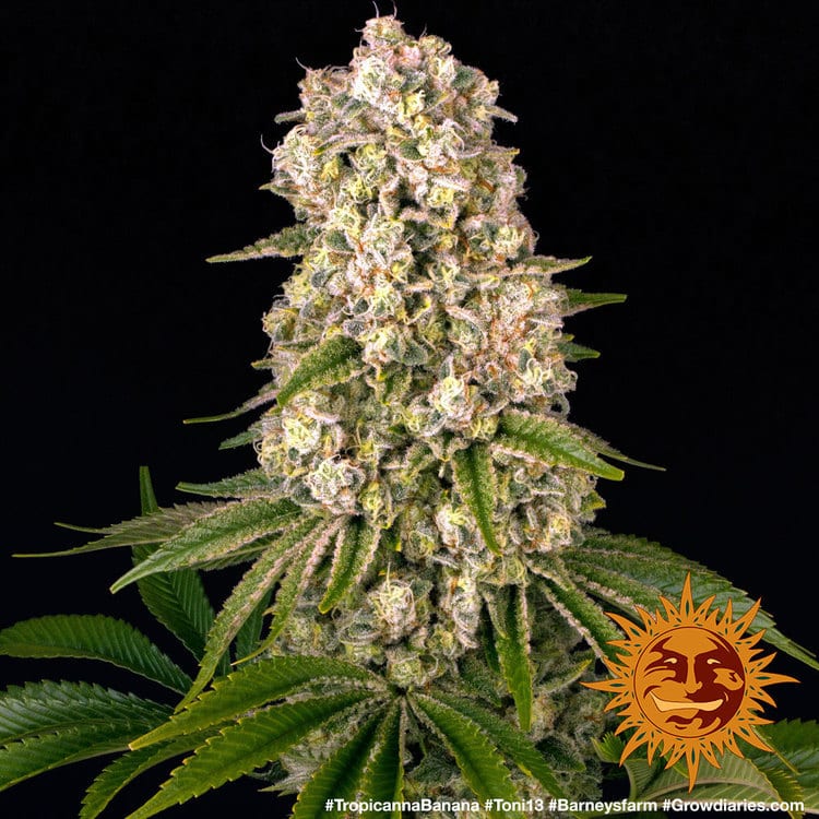 Tropicanna Banana Feminized Cannabis Seeds by Barneys Farm Tropicanna Banana Feminized Cannabis Seeds by Barneys Farm