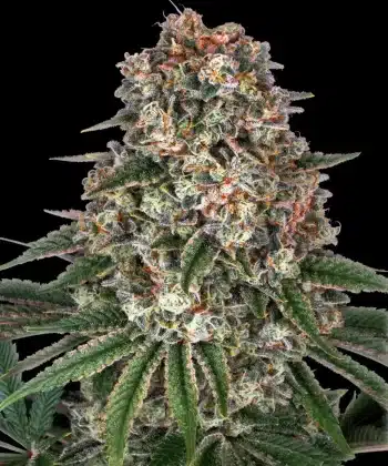 Tropicanna Banana Feminized Cannabis Seeds by Barneys Farm