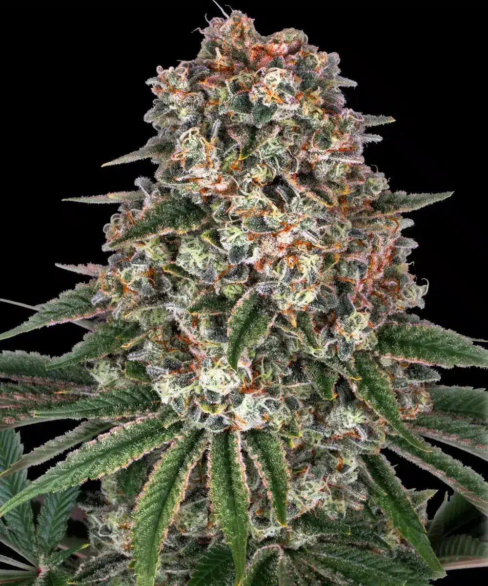 Tropicanna Banana Feminized Cannabis Seeds by Barneys Farm Tropicanna Banana Feminized Cannabis Seeds by Barneys Farm