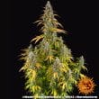 Watermelon Zkittlez Auto Cannabis Seeds by Barneys Farm