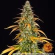 Watermelon Zkittlez Auto Cannabis Seeds by Barneys Farm