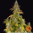 Watermelon Zkittlez Auto Cannabis Seeds by Barneys Farm