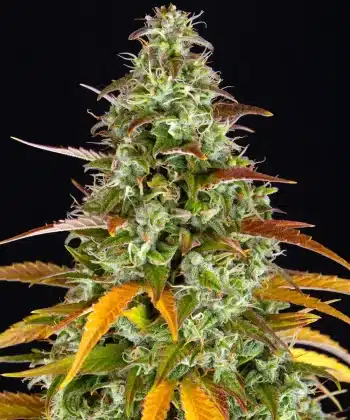Watermelon Zkittlez Auto Cannabis Seeds by Barneys Farm