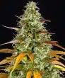 Watermelon Zkittlez Auto Cannabis Seeds by Barneys Farm