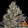 Watermelon Zkittlez Feminized Cannabis Seeds by Barneys Farm
