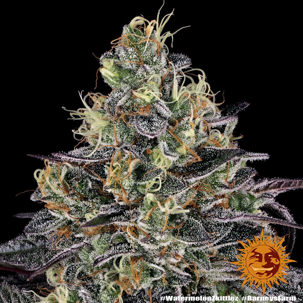 Watermelon Zkittlez Feminized Cannabis Seeds by Barneys Farm Watermelon Zkittlez Feminized Cannabis Seeds by Barneys Farm