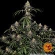 Watermelon Zkittlez Feminized Cannabis Seeds by Barneys Farm