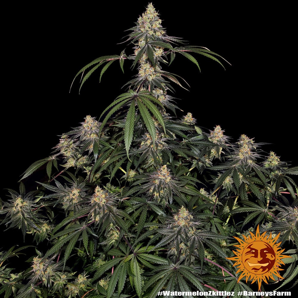 Watermelon Zkittlez Feminized Cannabis Seeds by Barneys Farm Watermelon Zkittlez Feminized Cannabis Seeds by Barneys Farm