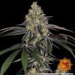 Watermelon Zkittlez Feminized Cannabis Seeds by Barneys Farm