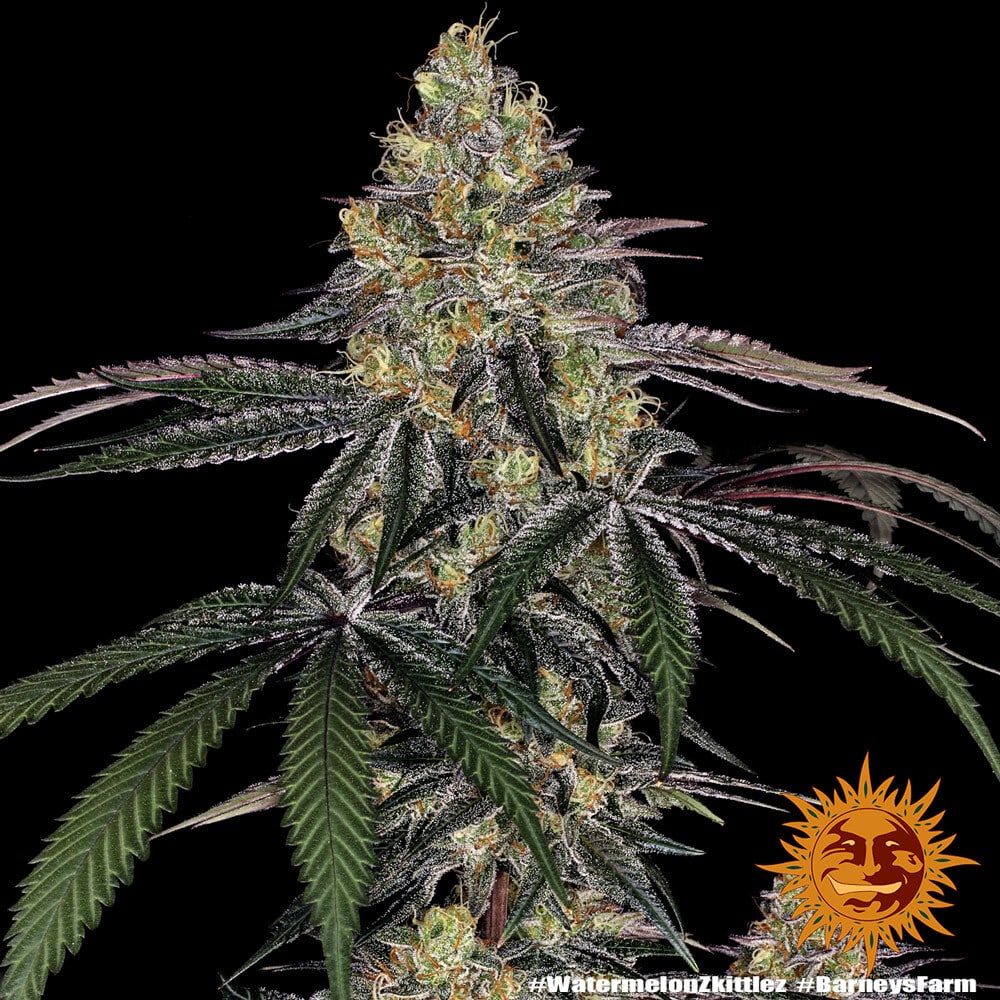 Watermelon Zkittlez Feminized Cannabis Seeds by Barneys Farm Watermelon Zkittlez Feminized Cannabis Seeds by Barneys Farm
