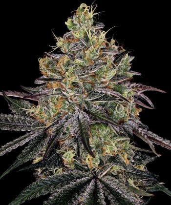 Watermelon Zkittlez Feminized Cannabis Seeds by Barneys Farm