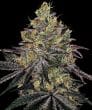 Watermelon Zkittlez Feminized Cannabis Seeds by Barneys Farm
