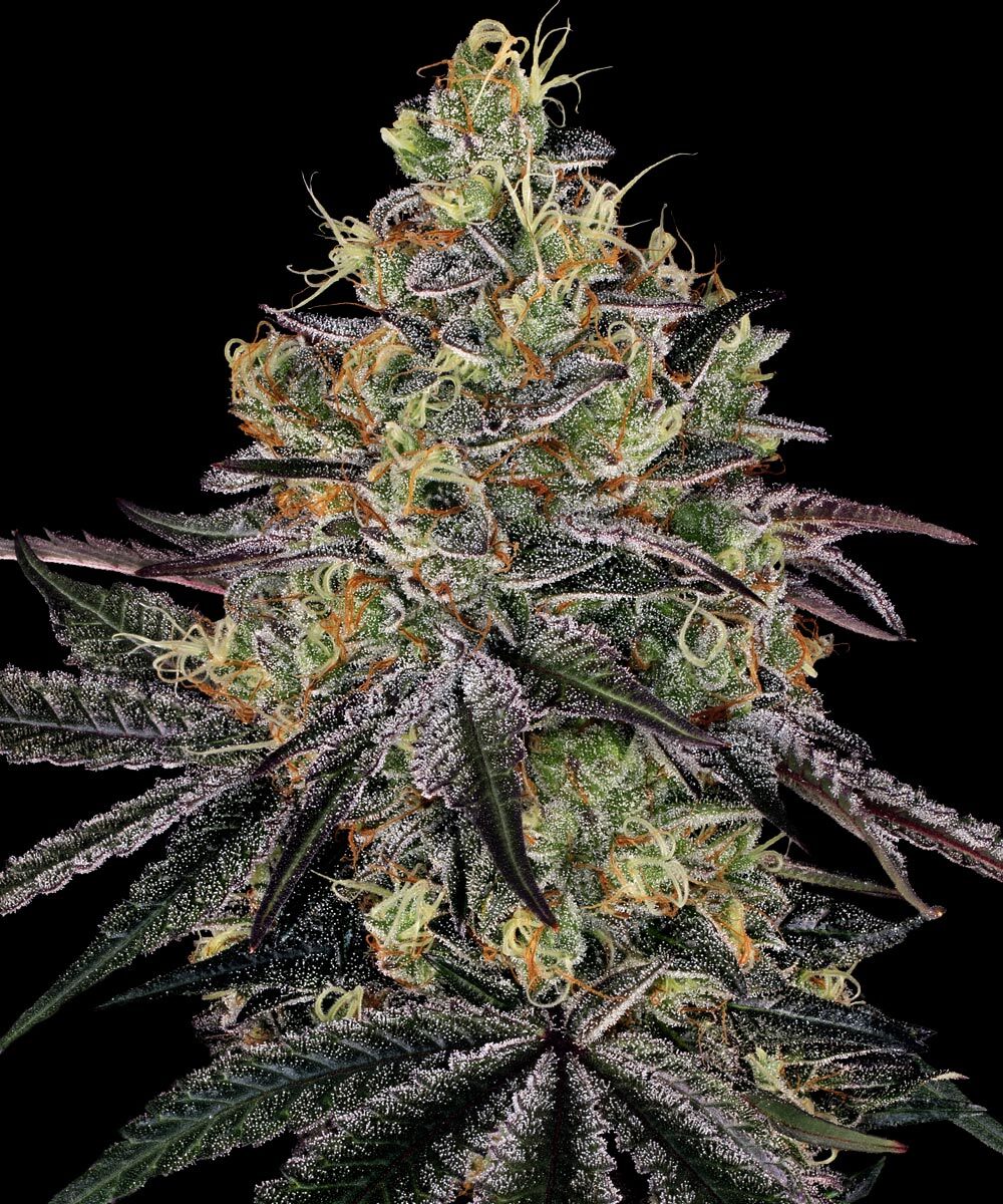 Watermelon Zkittlez Feminized Cannabis Seeds by Barneys Farm Watermelon Zkittlez Feminized Cannabis Seeds by Barneys Farm
