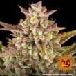 Wedding Cake Auto Cannabis Seeds by Barneys Farm