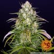 Wedding Cake Auto Cannabis Seeds by Barneys Farm