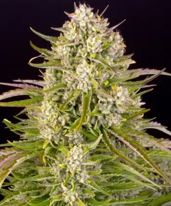 Wedding Cake Auto Cannabis Seeds by Barneys Farm