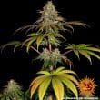 Wedding Cake Feminized Cannabis Seeds by Barneys Farm