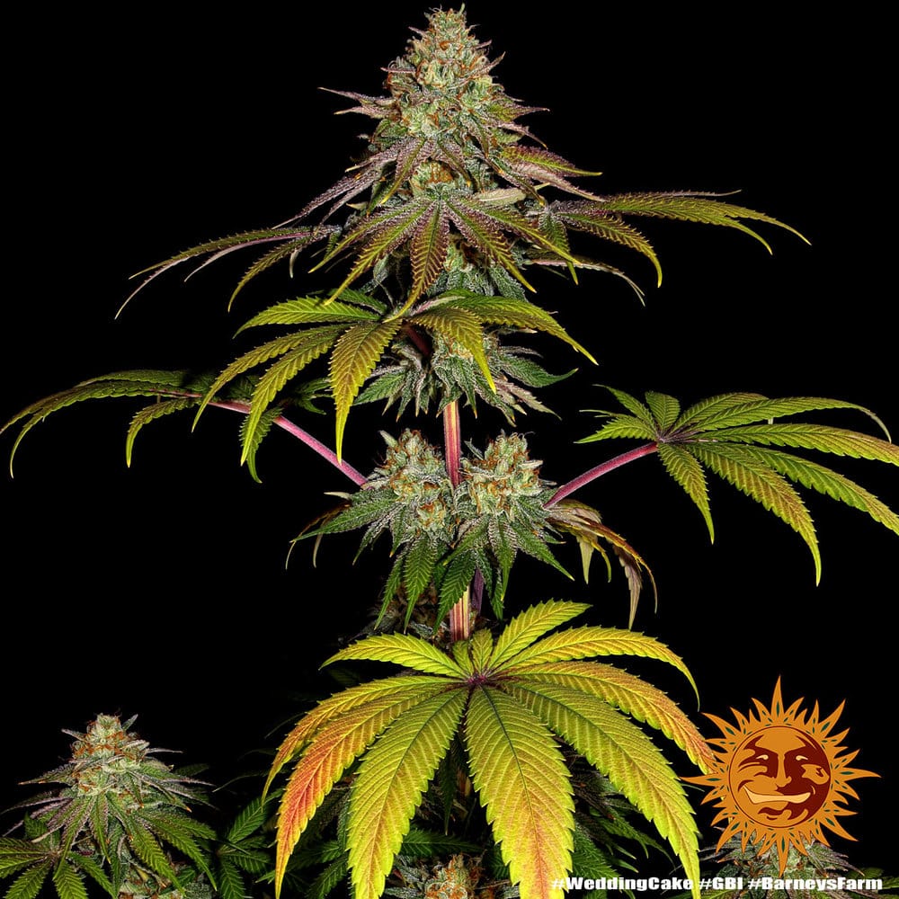 Wedding Cake Feminized Cannabis Seeds by Barneys Farm Wedding Cake Feminized Cannabis Seeds by Barneys Farm